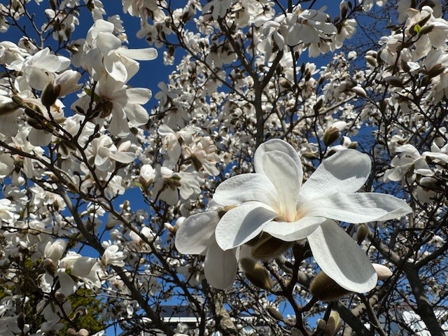 magnolia